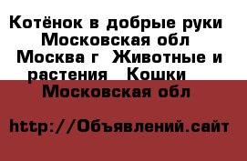 Котёнок в добрые руки - Московская обл., Москва г. Животные и растения » Кошки   . Московская обл.